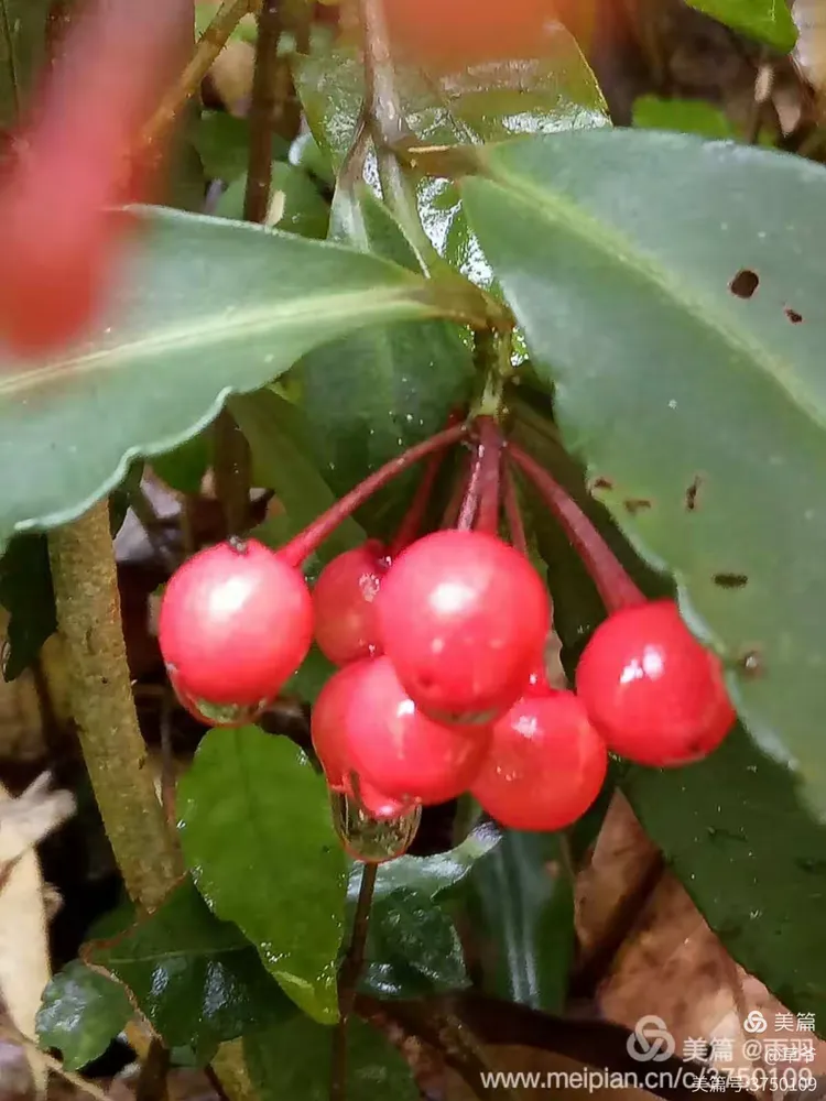 山血丹（紫金牛科，紫金牛属）